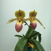 paphiopedilum Prime Child (rothschildianum 'High Tower' x primulinum 'Gigantic' AMAOS)